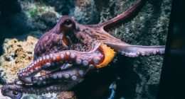 Octopus in deep sea